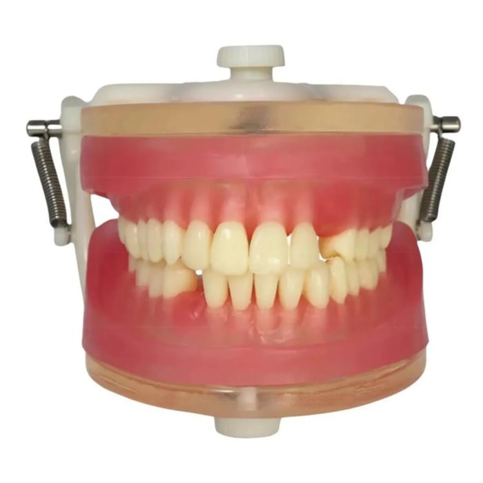 Manequim Top Exodontia  PD113 - Pronew